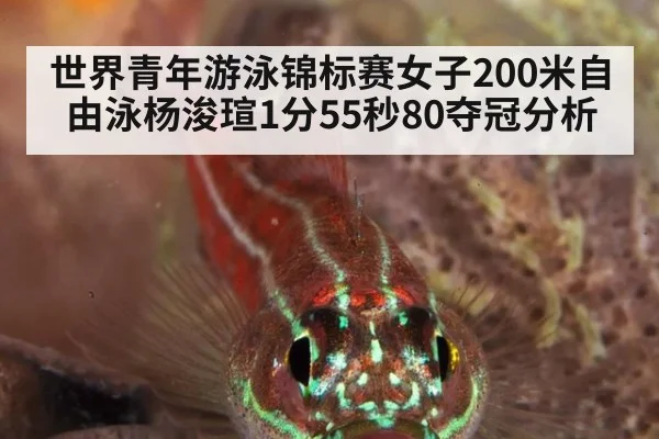世界青年游泳锦标赛女子200米自由泳杨浚瑄1分55秒80夺冠分析
